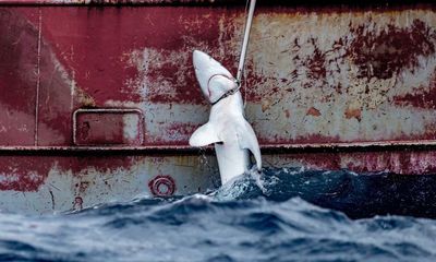 European countries dominate half of Asian shark fin trade, report reveals