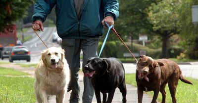 Dogs banned from sports pitches across Caerphilly