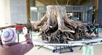 'Miraculous lone pine' stump and root network to go on tour