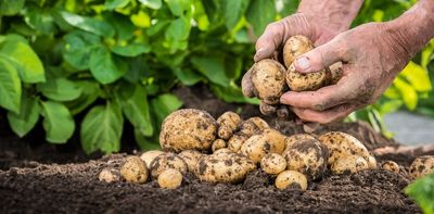 We're recycling potato skins to make prebiotics: here's why that's good for your gut – and the planet