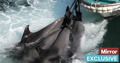 Pod of 40 dolphins killed in Japan's Red Cove after being driven into nets