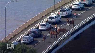 Flooding Traps People, Cars, And Horses On Bridge Overnight In Australia