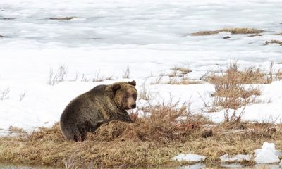 Time for Yellowstone grizzly bears to start waking up