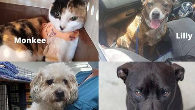 Mobile vet clinic flagged for Canberra's disadvantaged pet owners