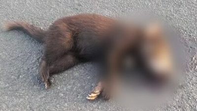More than 100 Tasmanian devils killed on a 25km stretch of road in state's north-west
