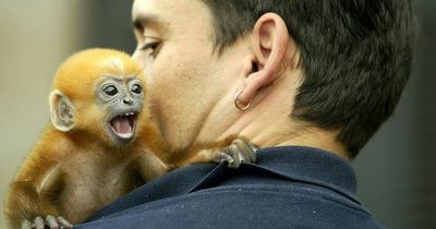 Tinder for monkeys: How Belfast zoo is helping save endangered Francois' Langurs this World Wildlife Day