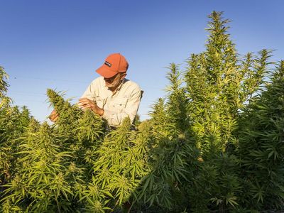 WeedTube Launches Petition Demanding Instagram And Other Social Media Sites End Cannabis Censorship