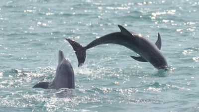 Dolphin deaths spark concerns about Darwin Harbour water quality and industry