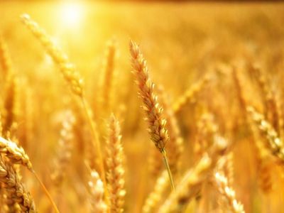 Unprecedented: Grain Expert Talks Russia-Ukraine And Its Impact On The Farmers, Commodities