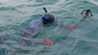 Worry spearfishing 'idiots' will ruin Adelaide coastline unfounded, enthusiasts say