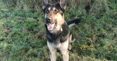 Man with machete finds force is strong with Mersey Police Dog Yoda