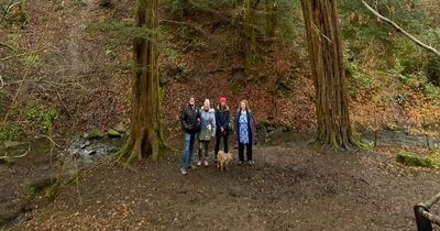 Lanarkshire Yew tree officially tallest in Europe