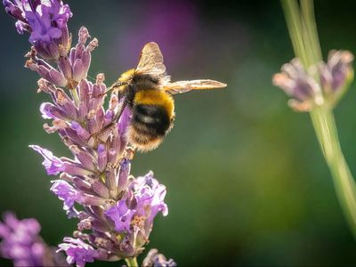 ‘Bee-killing’ pesticide banned by EU to be used in UK
