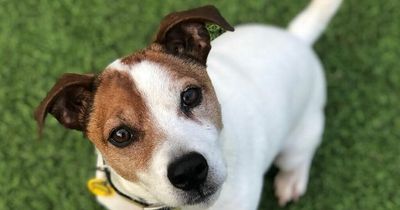 Appeal for a new home for Alfie