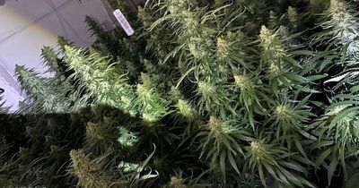 Police discover £250,000 cannabis farm after telegraph pole fire in Bishop Auckland