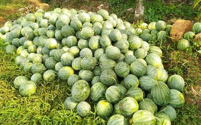 Watermelon cultivation finds more takers in Kerala