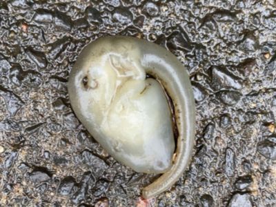 Strange creature found in Sydney goes viral: ‘With Covid and WWIII, could very well be an alien’