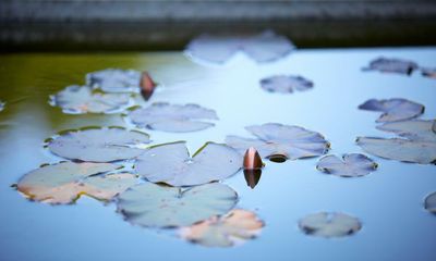 How to cultivate wellbeing through gardening