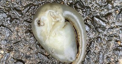 Jogger stumbles across creature that 'could very well be an alien' after storm