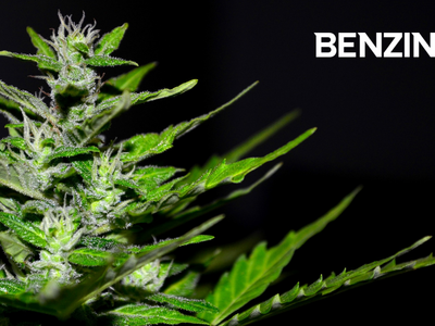 Cannabis Extractor Motif Labs Enters Infused Pre-Rolls Market, WIll Produce Joints, Blunts & Cannagars