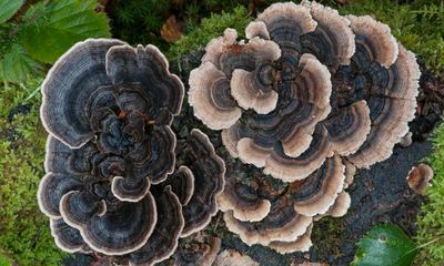 The magic of mushrooms: how they connect the plant world