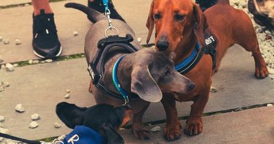 Edinburgh Dachshund pop-up cafe will have dog treats, photo station and puppuccinos