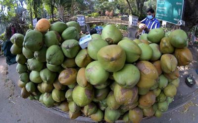 Palakkad’s tryst with summer begins