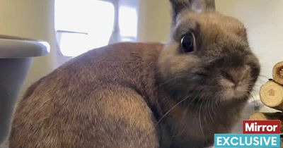 Animal shelters overwhelmed with bunnies as owners abandon pets after Covid pandemic