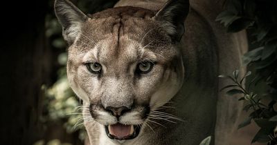 Woman suffers 'panic attacks' over big cat sighting in Wales