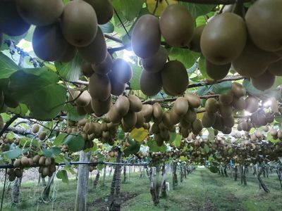 Kiwifruit bonanza for councils is 'rates grab' to growers
