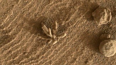 NASA’s Curiosity Rover May Have Spied A Martian Flower