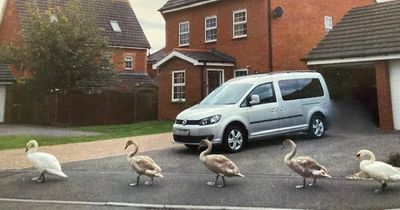 'I befriended a pair of swans and they followed me when I moved house'