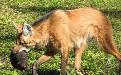 New Orleans zoo's near-threatened maned wolves have 4 pups