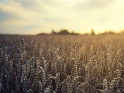 Why RiceBran Shares Traded Higher Today