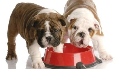 Buying or adopting pets online? Watch out for red flags