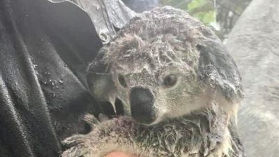 Hundreds of dead animals as rescue services struggle with volume of call-outs and impact of floods