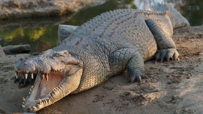 Man fined after saltwater crocodile found shot and buried on North Queensland cattle station