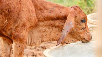 Lumpy skin disease found in Indonesia, putting northern biosecurity on high alert