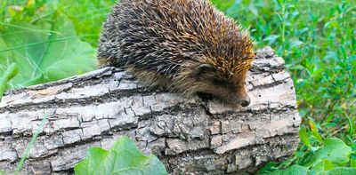 Hedgehog highways: what are they and how to help build one