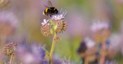 Northumberland wildlife charity 'horrified' after banned pesticide given green light by Government