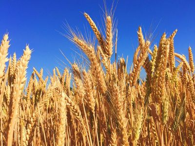 Why This Wheat-Focused ETF Is Suddenly On The Radar Of Retail Investors