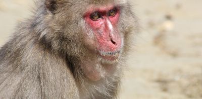 Monkey teeth are shedding new light on how early humans used tools