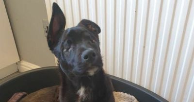 Clumsy puppy with no eyes is desperately searching for owner to cuddle up with
