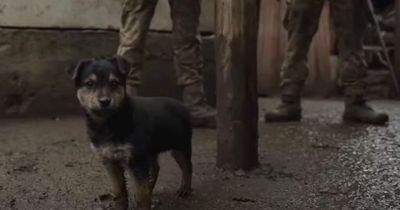 Terrified puppy rescued by Ukraine soldiers becomes their security watchdog