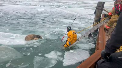 VIDEO: Cold Comfort: Police Officer Saves Runaway Dog Stuck On Ice Drift
