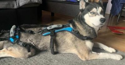 Husky went to park fit and healthy but ended up paralysed from waist down