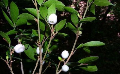 New gin berry species discovered in southern Western Ghats