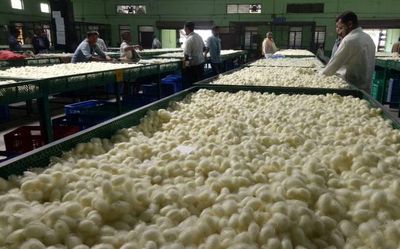 Incentives announced for sericulture farmers