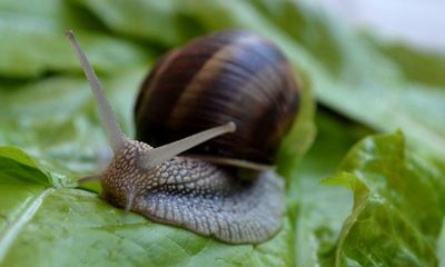 Pests? Gardeners need to rethink how they view slugs, snails and greenfly