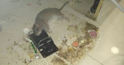 Mum 'living under siege' from giant rats and drug addicts smoking crack on doorstep